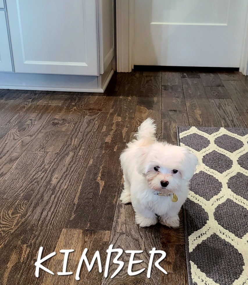 Sweet Maltese Pup in