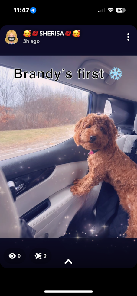 Small Mini Goldendoodle Pup in