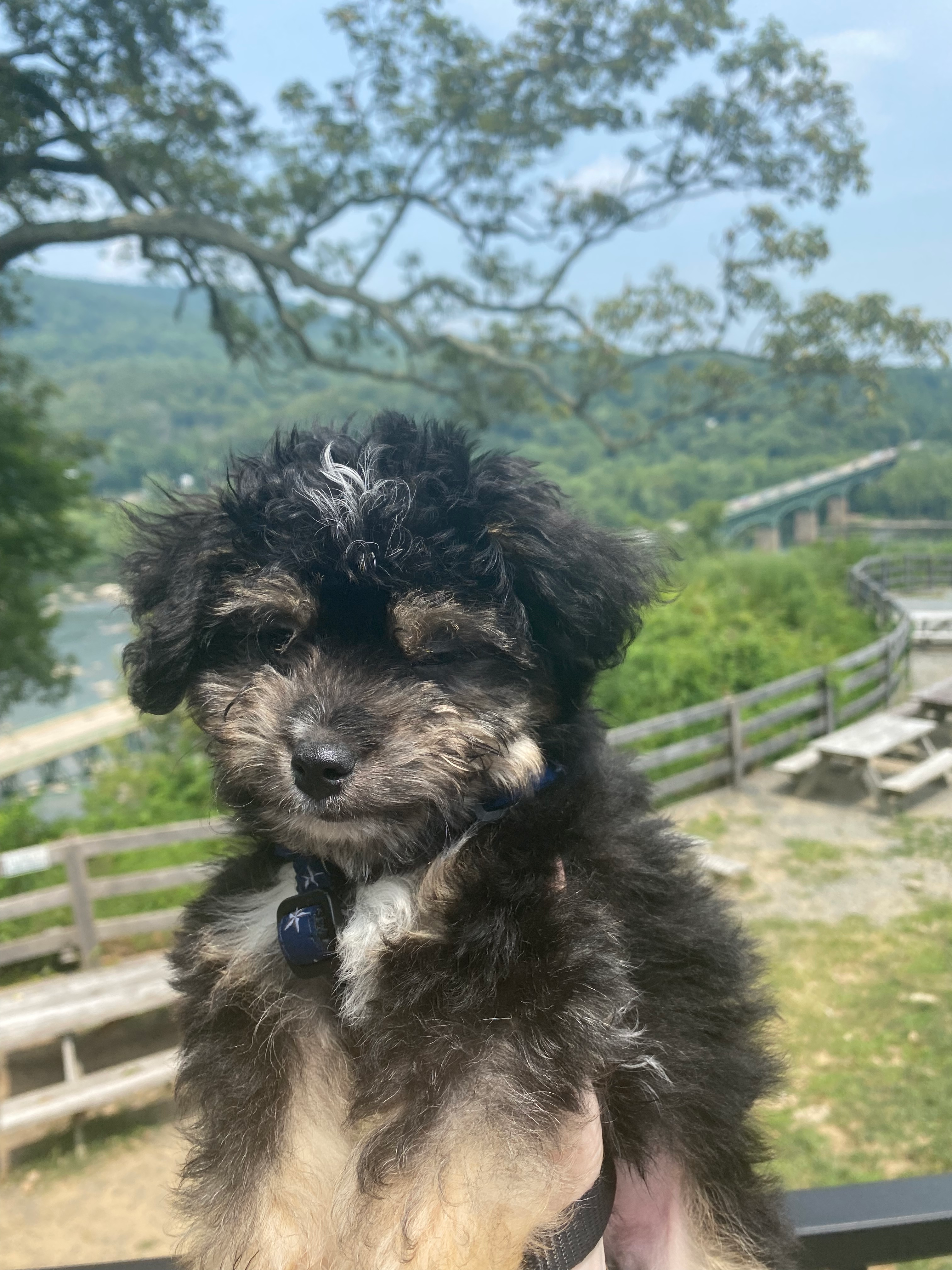 Aussiechon Puppy for Adoption