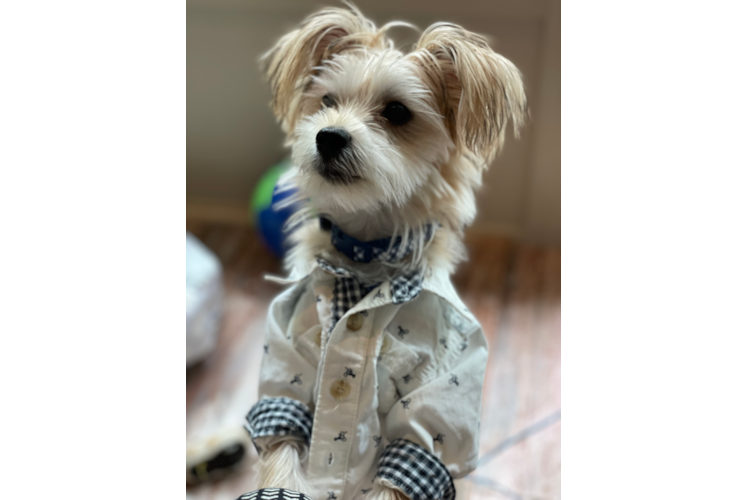 Morkie Puppy for Adoption