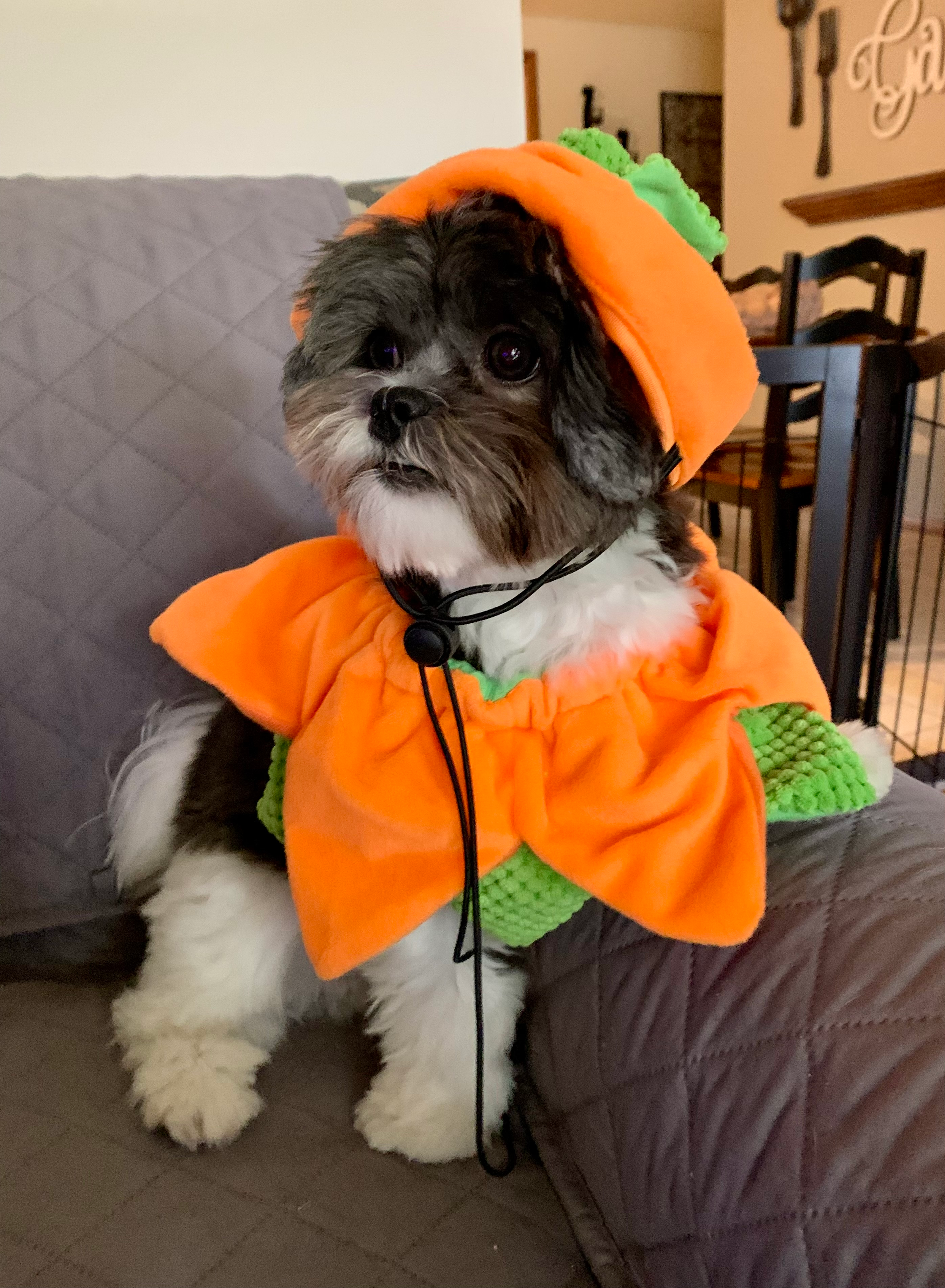 Teddy Bear Puppy for Adoption