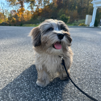 Playful Havanese Poodle Mix Pup