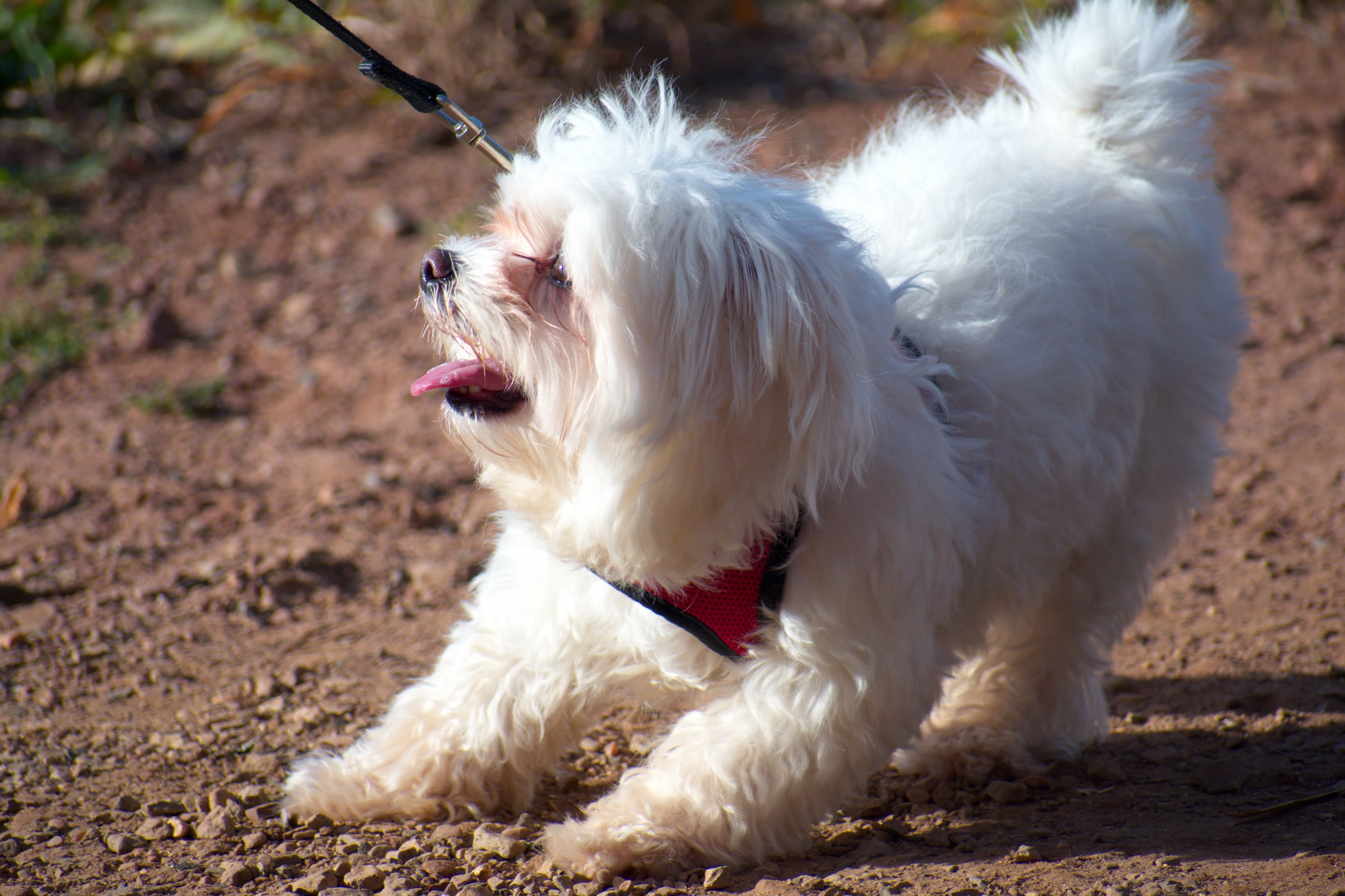 Hypoallergenic Maltese Purebred Pup