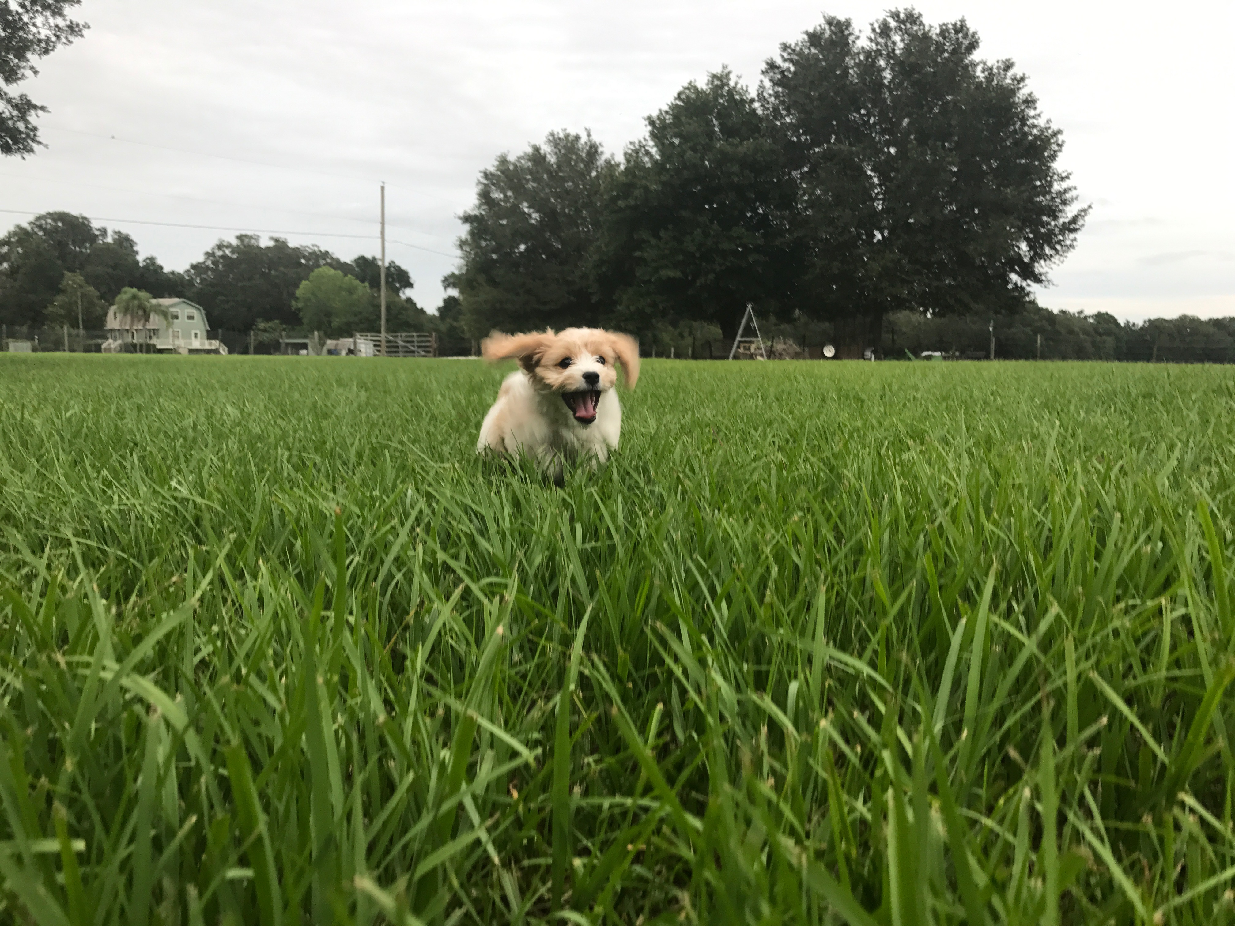 Cavachon Puppy for Adoption
