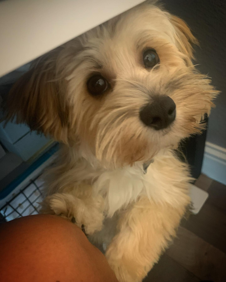 Adorable Yorkie Designer Pup