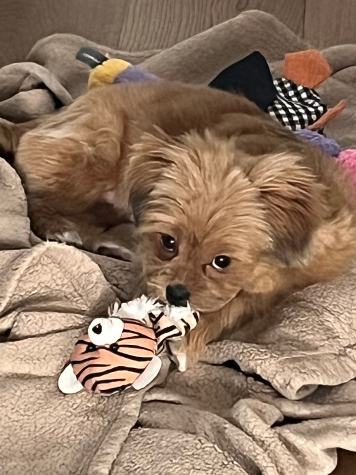 Friendly Shih Pom Pup