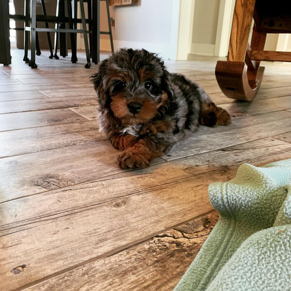 Fluffy Mini Bernedoodle Poodle Mix Pup