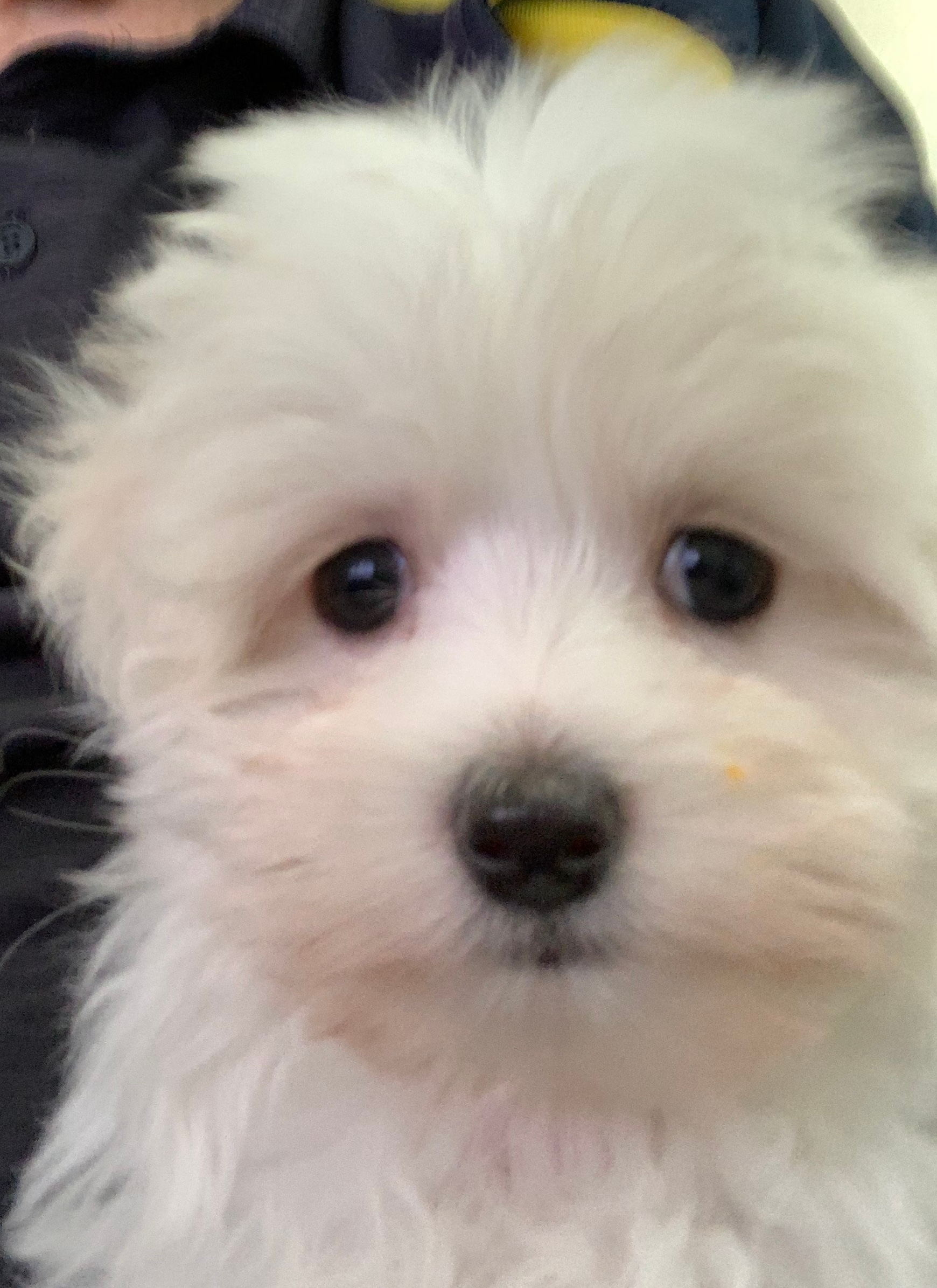 Popular Maltese Baby