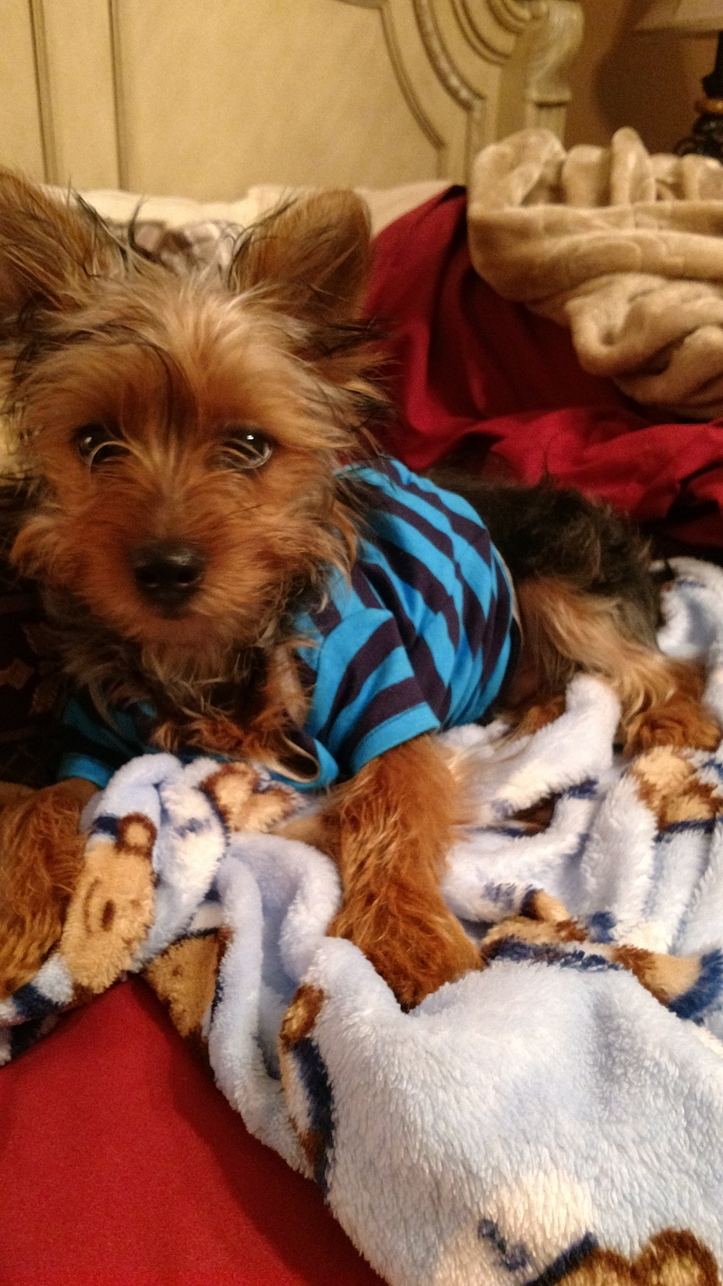 Morkie Pup Being Cute