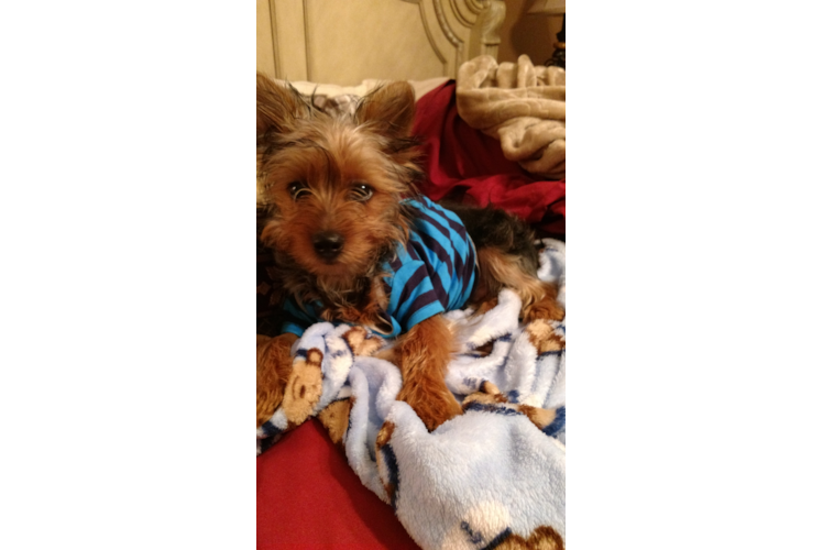 Morkie Pup Being Cute