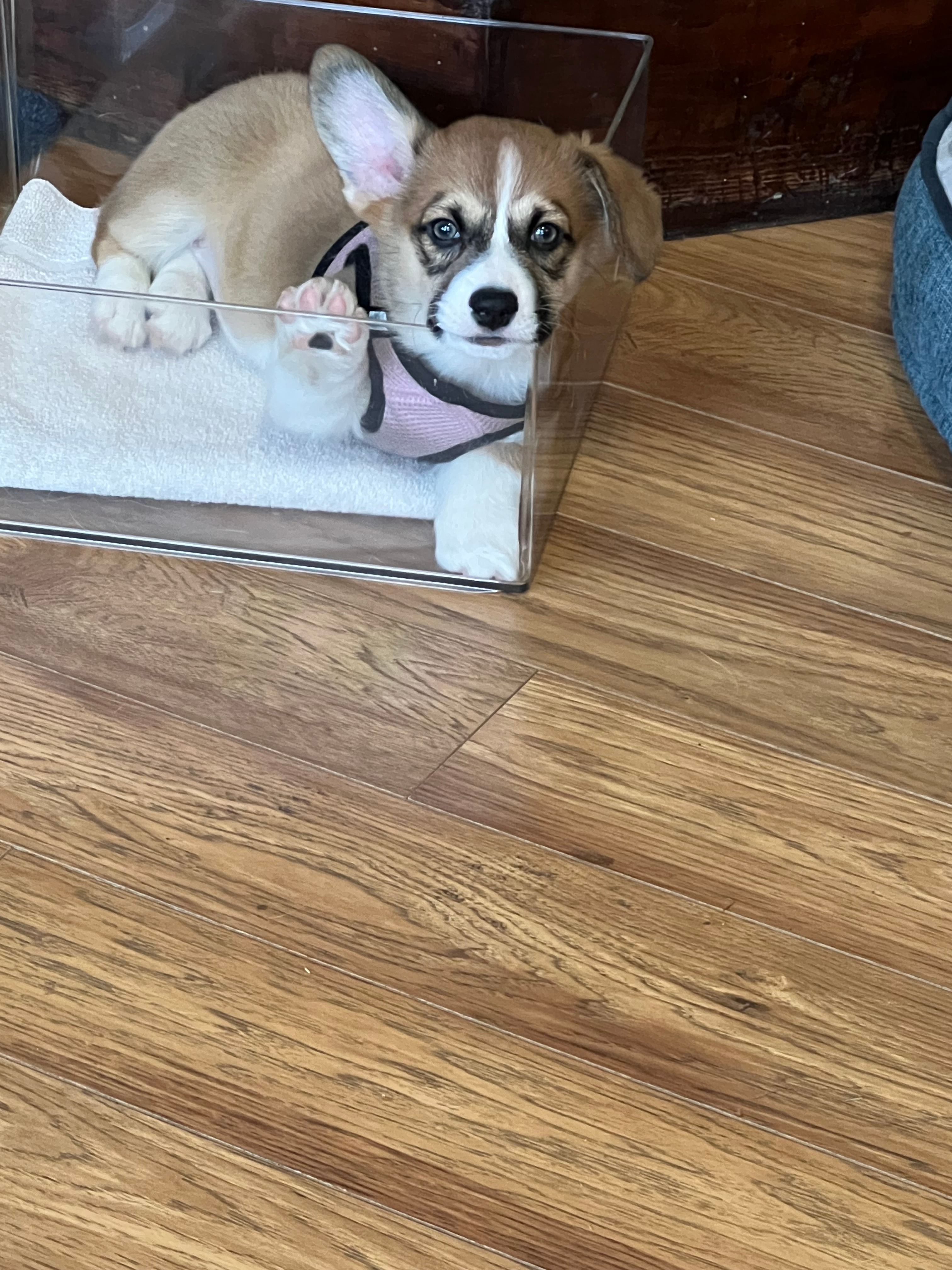 Energetic Pem Corgi Purebred Puppy