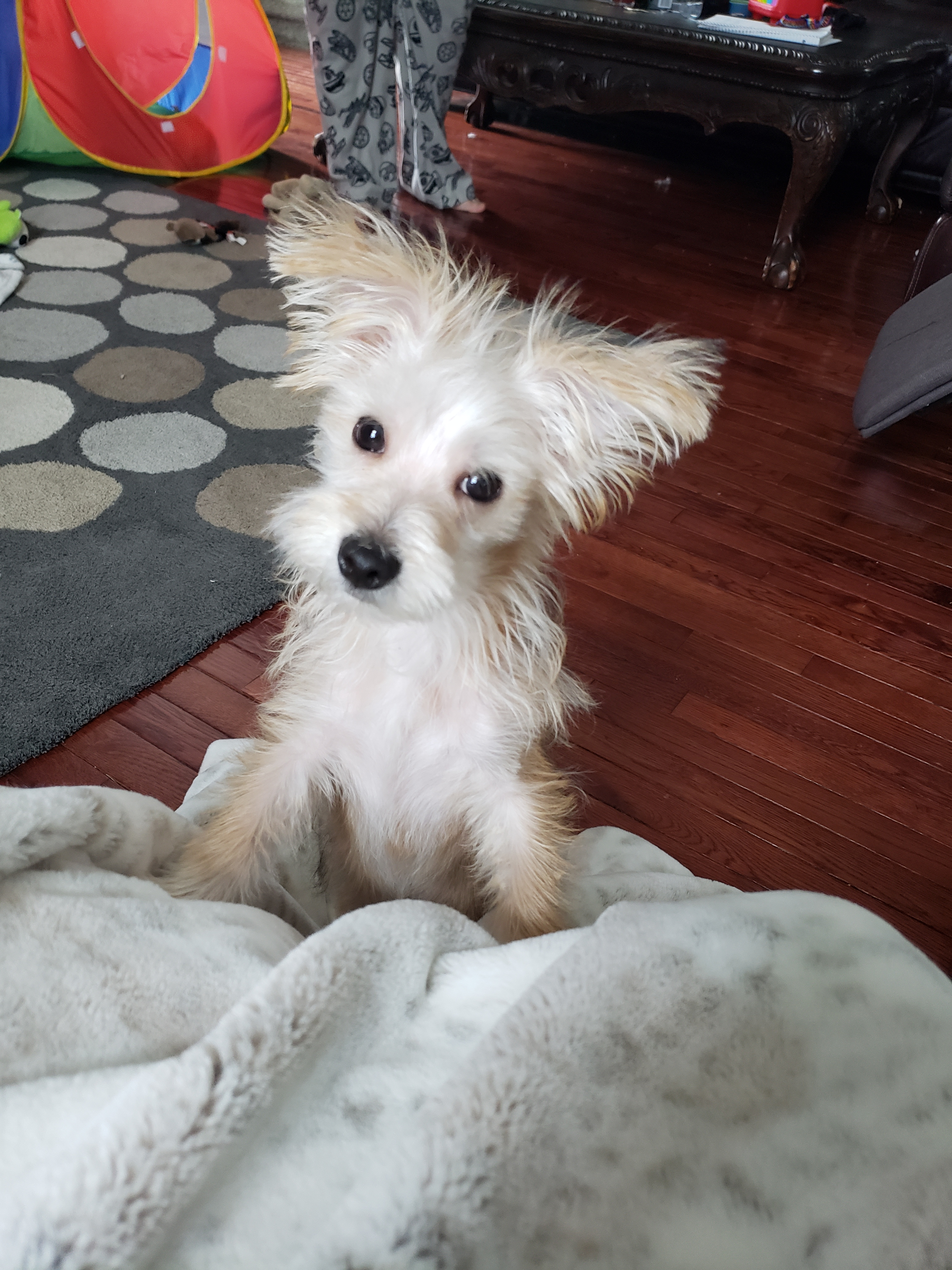 Fluffy Morkie Designer Pup