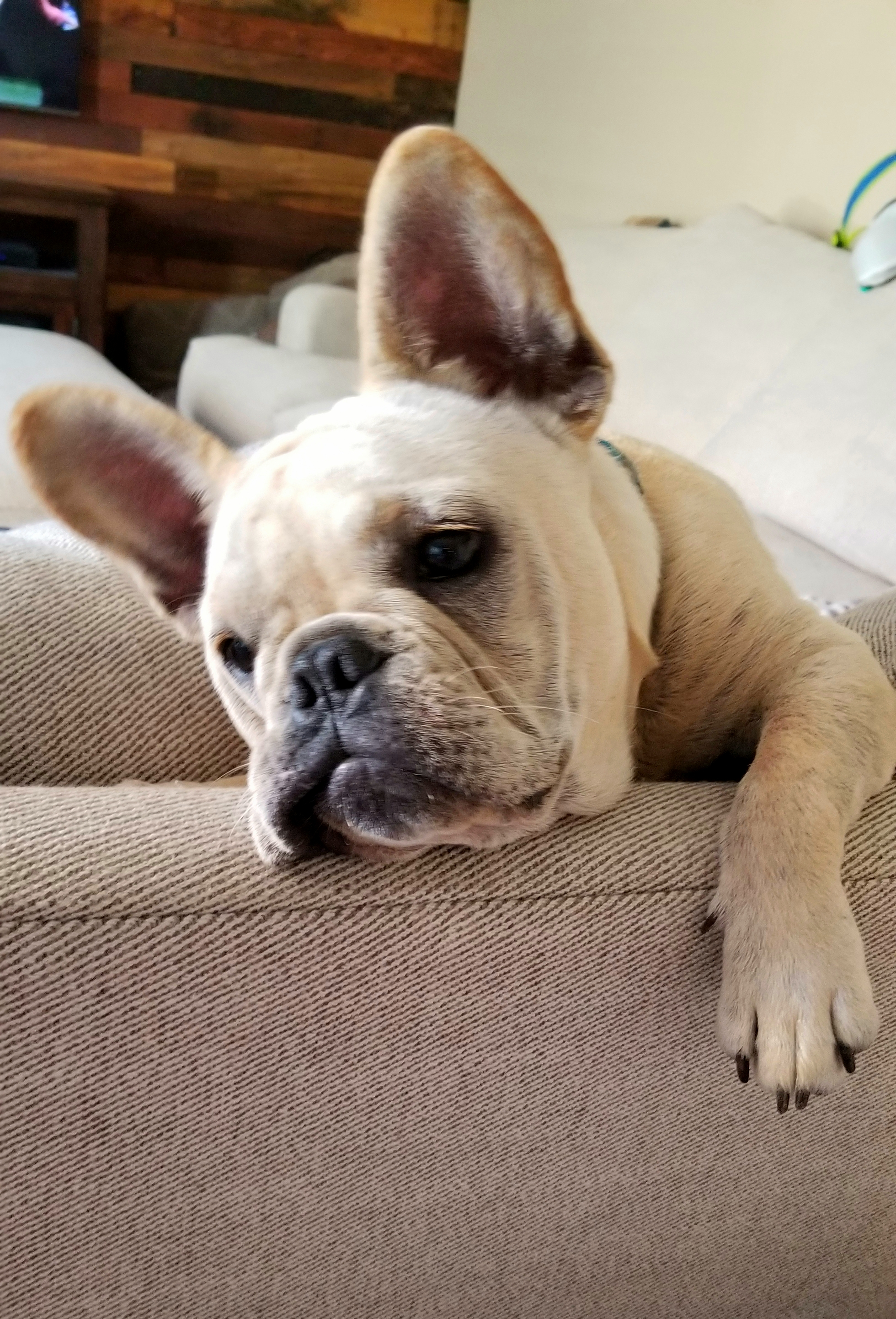 Small French Bulldog Baby