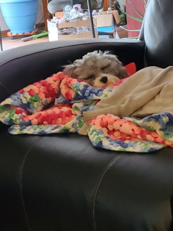 Small Havapoo Pup in