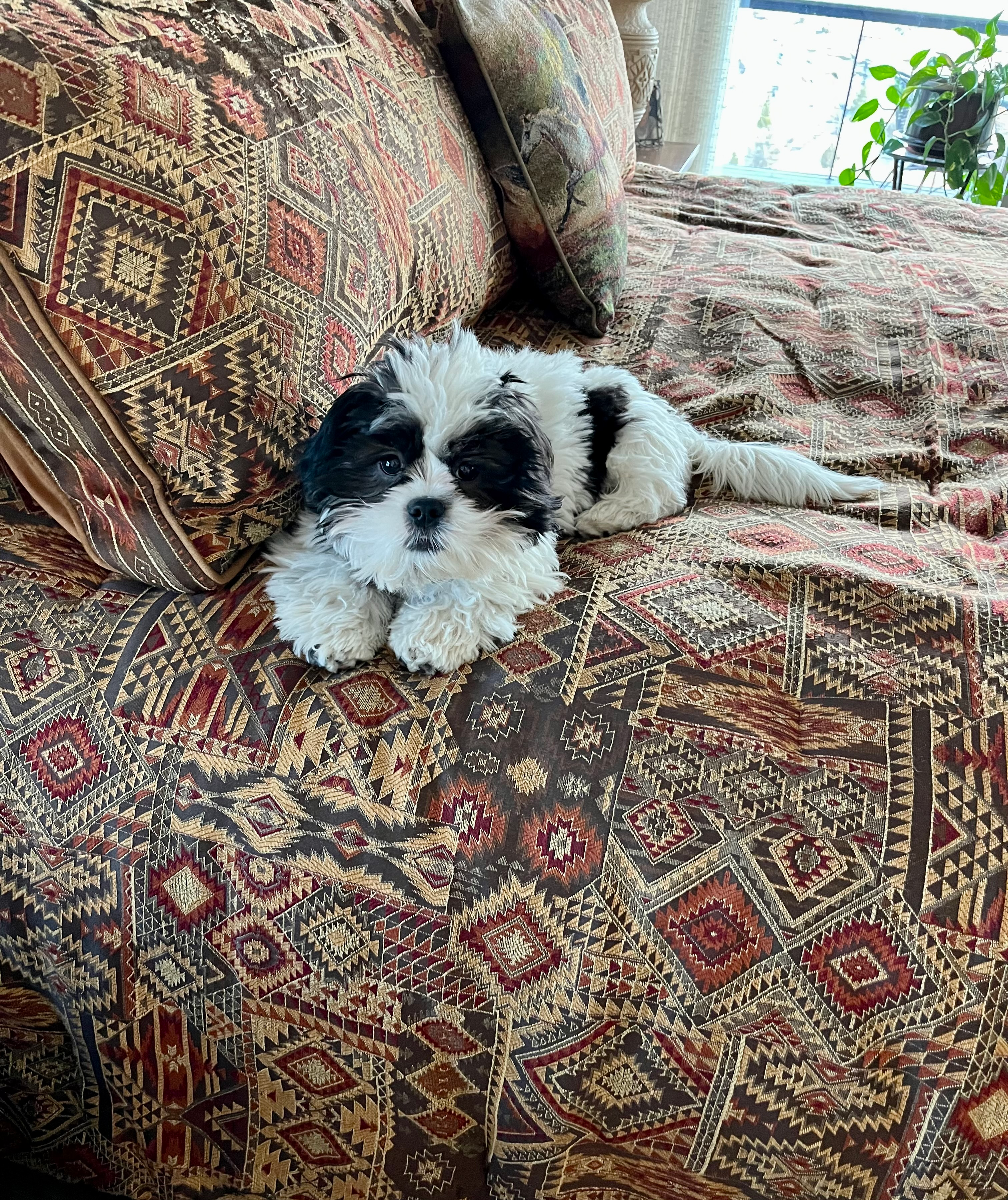 Teddy Bear Pup Being Cute