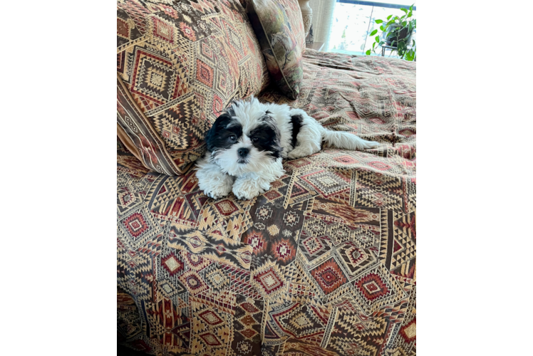 Teddy Bear Pup Being Cute