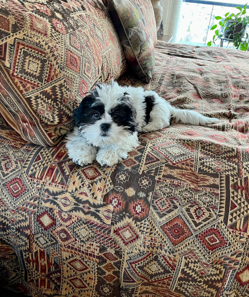 Adorable Shi Chon Designer Pup