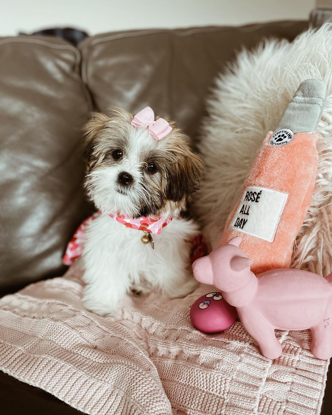 Teddy Bear Pup Being Cute