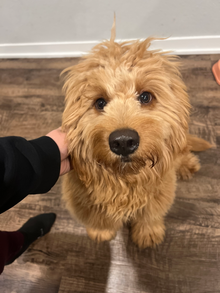 Funny Mini Goldendoodle Poodle Mix Pup