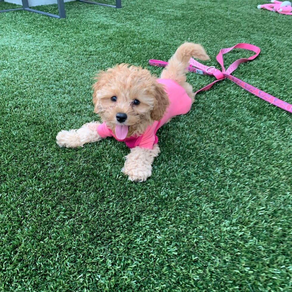 Chicago Cavapoo Pup