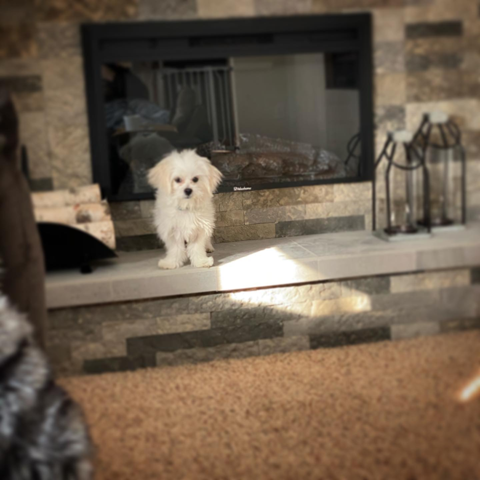 Small Teddy Bear Pup in Gahanna OH