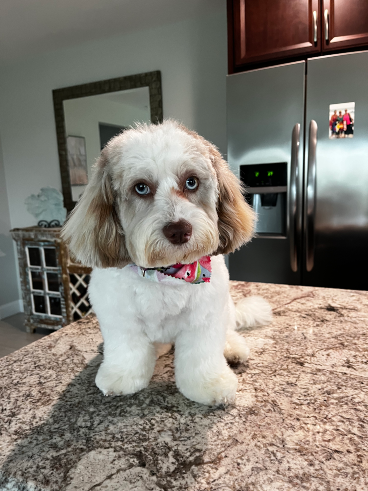 Smart Shih Poo Poodle Mix Pup