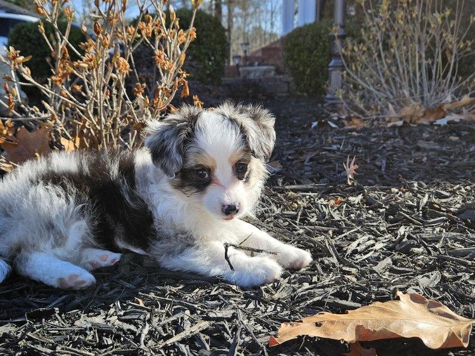 Friendly Aussiechon Pup