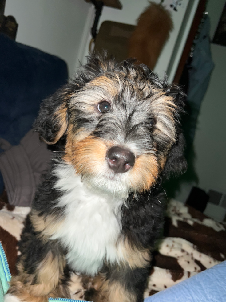 Sweet Mini Bernedoodle Pup