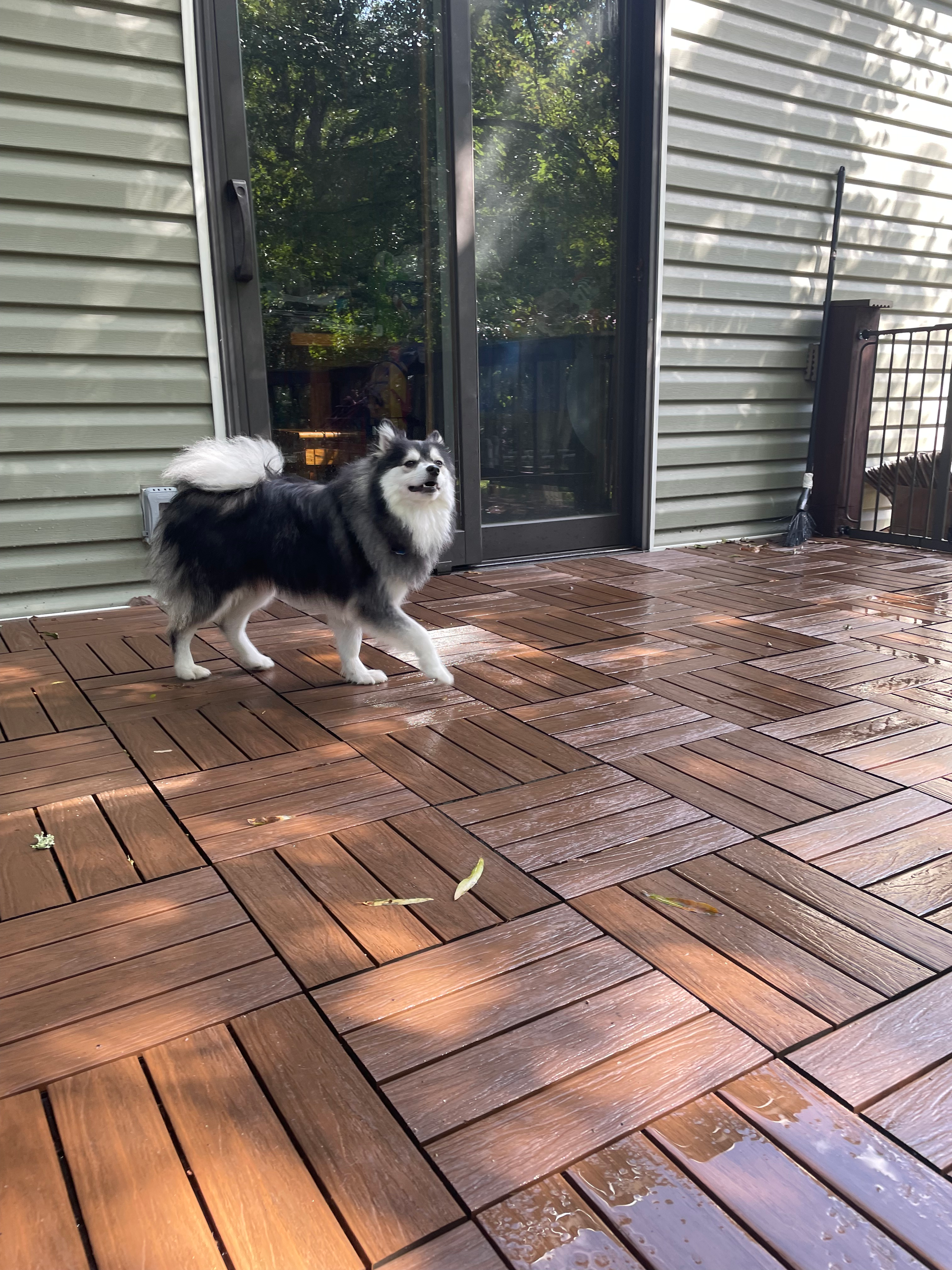 Petite Pomsky Designer Pup