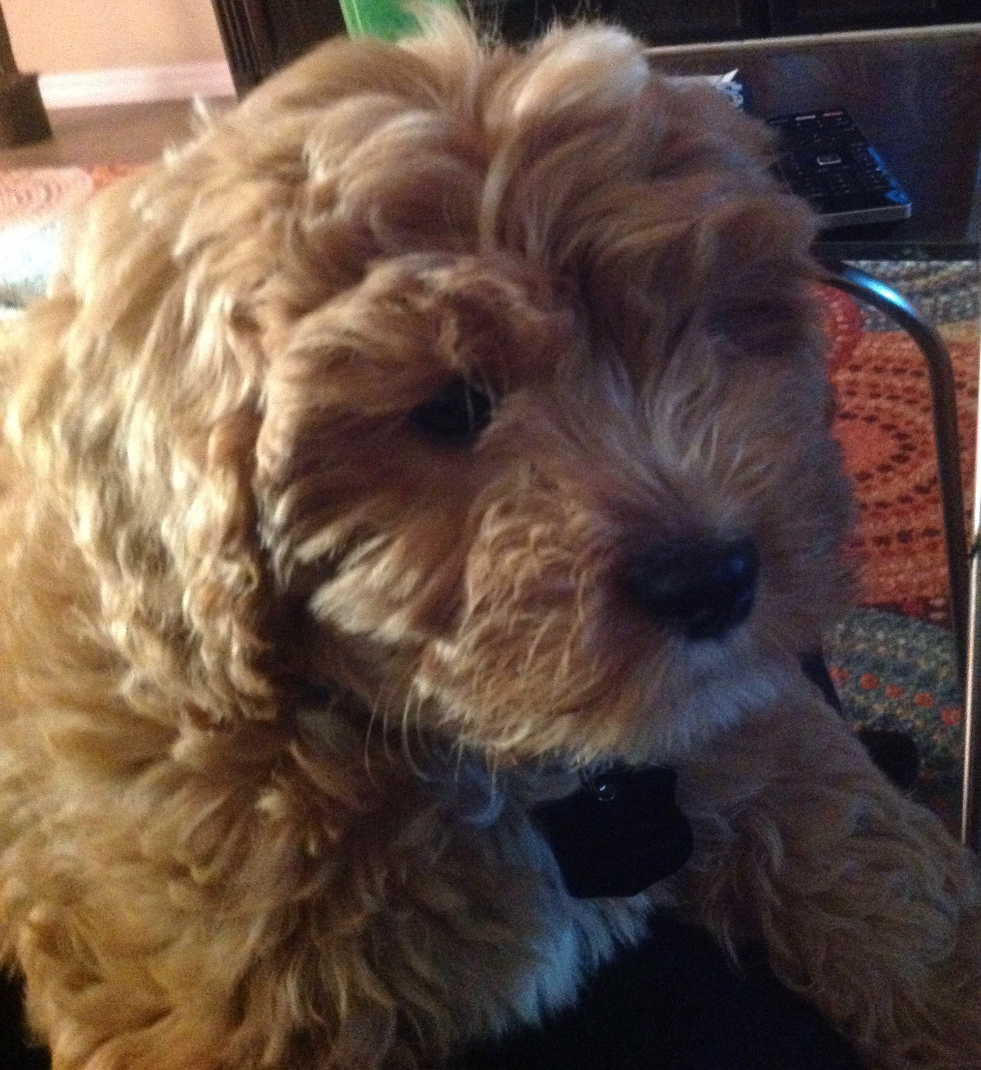 Playful Cavoodle Poodle Mix Puppy