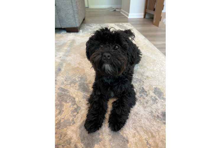 Havapoo Pup Being Cute