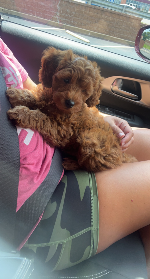 Fluffy Mini Goldendoodle Poodle Mix Pup