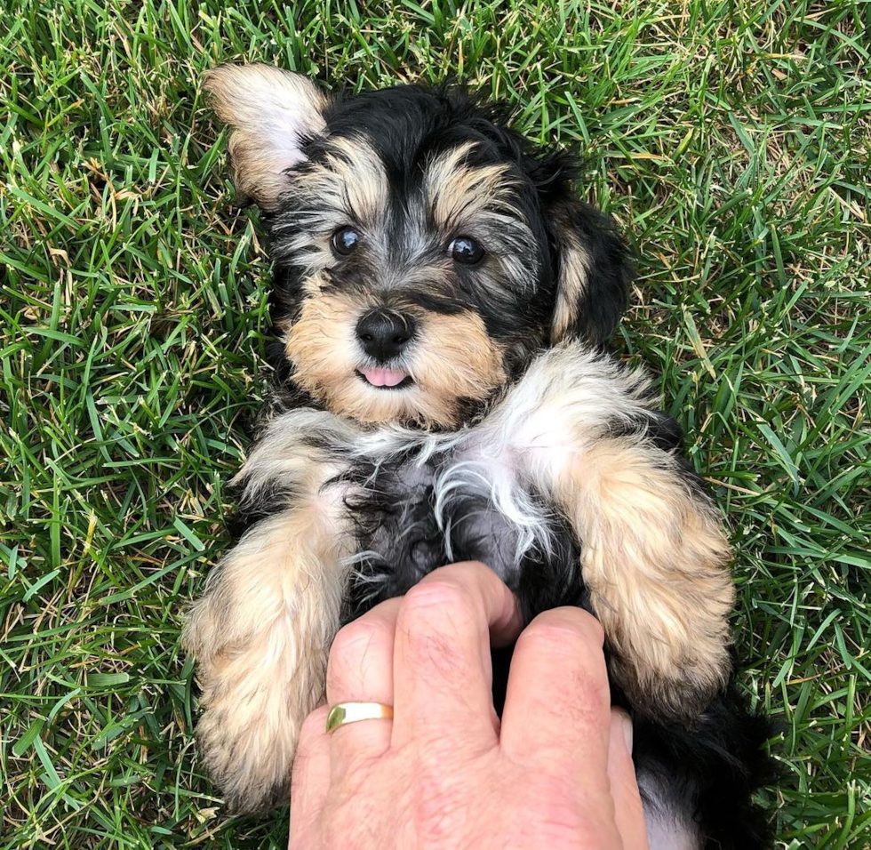 Fluffy Yorkie Chon Designer Pup