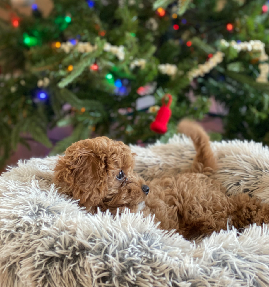 Fluffy Cavapoo Poodle Mix Pup