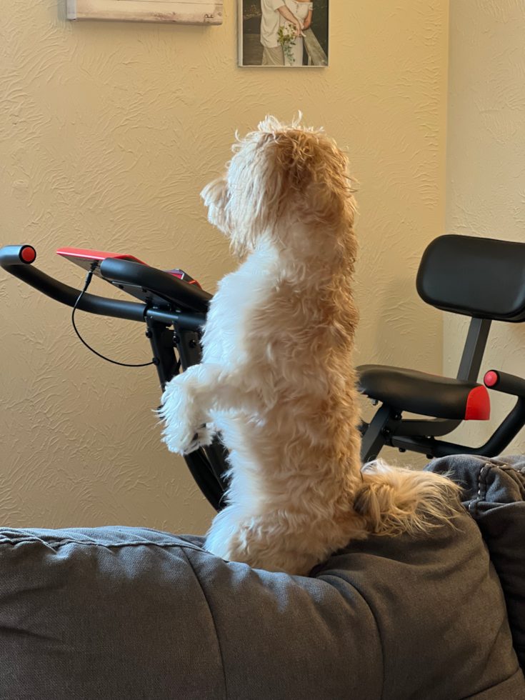 Playful Yorkie Designer Pup