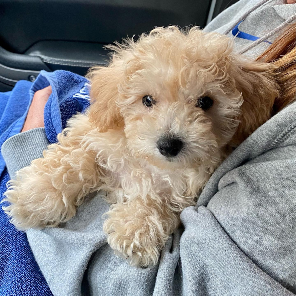 Lexington Poochon Pup