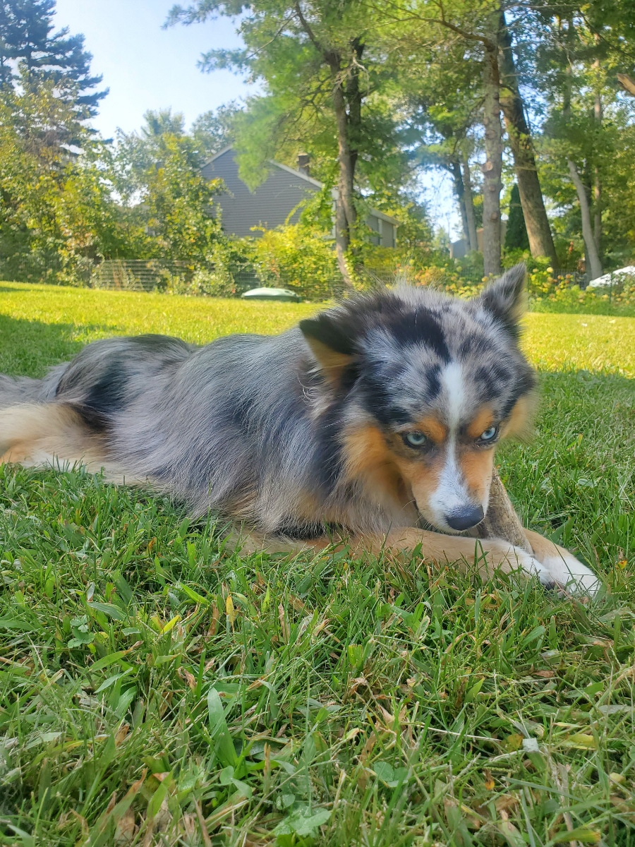Sweet Pomsky Baby