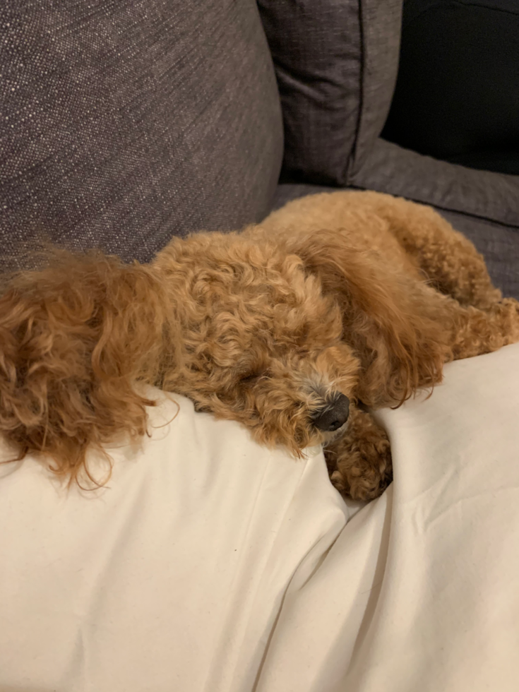 Cute Pudle Purebred Pup