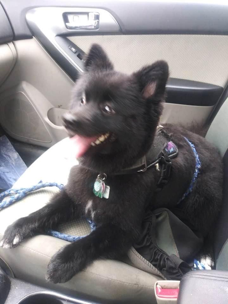 Akc Registered Pomeranian Pup