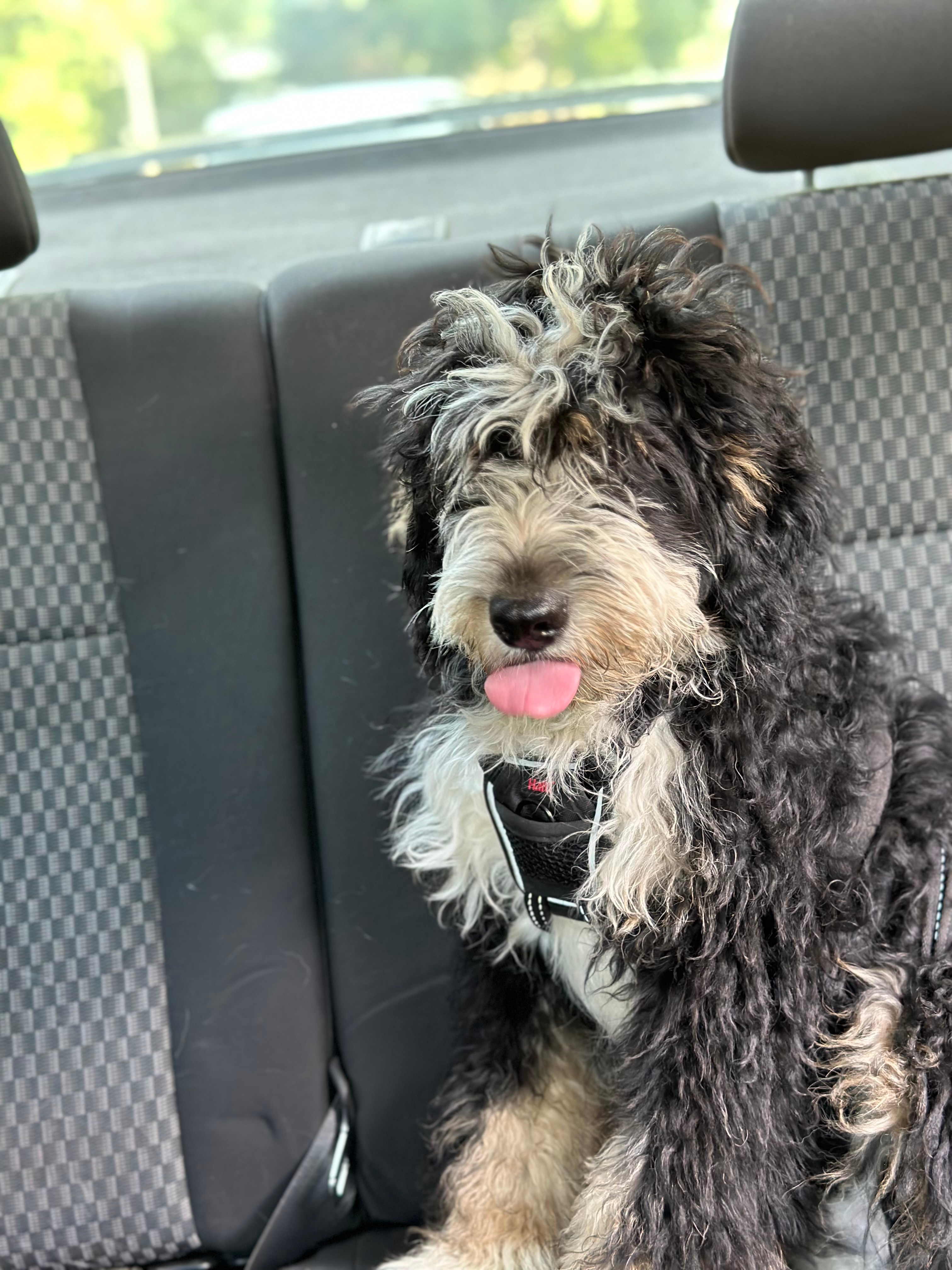 Smart Mini Bernedoodle Poodle Mix Pup