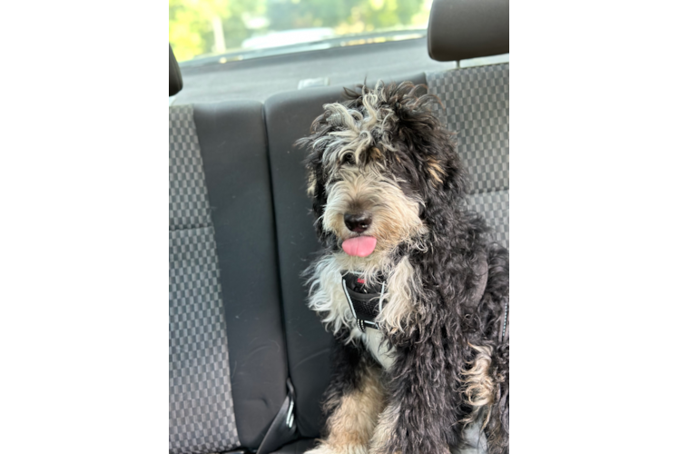 Smart Mini Bernedoodle Poodle Mix Pup