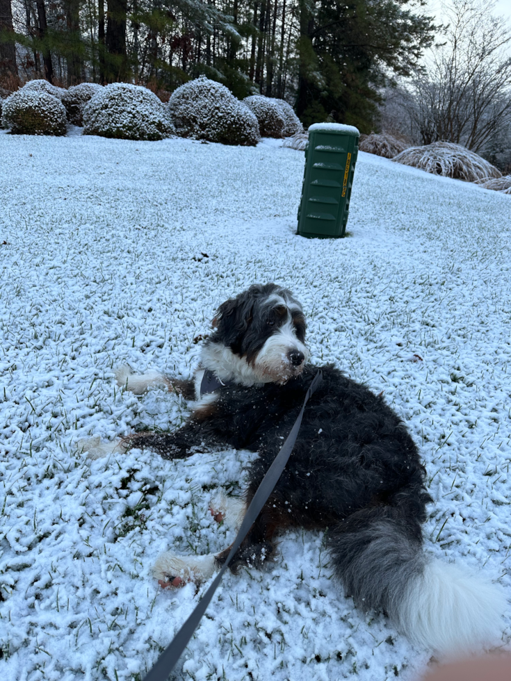 Mini Bernedoodle Being Cute