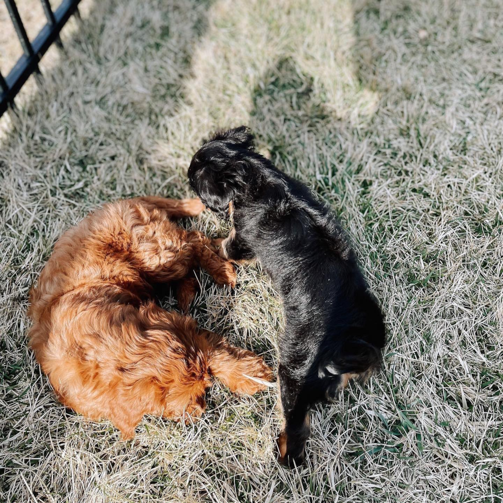 Petite Mini Goldendoodle Poodle Mix Pup