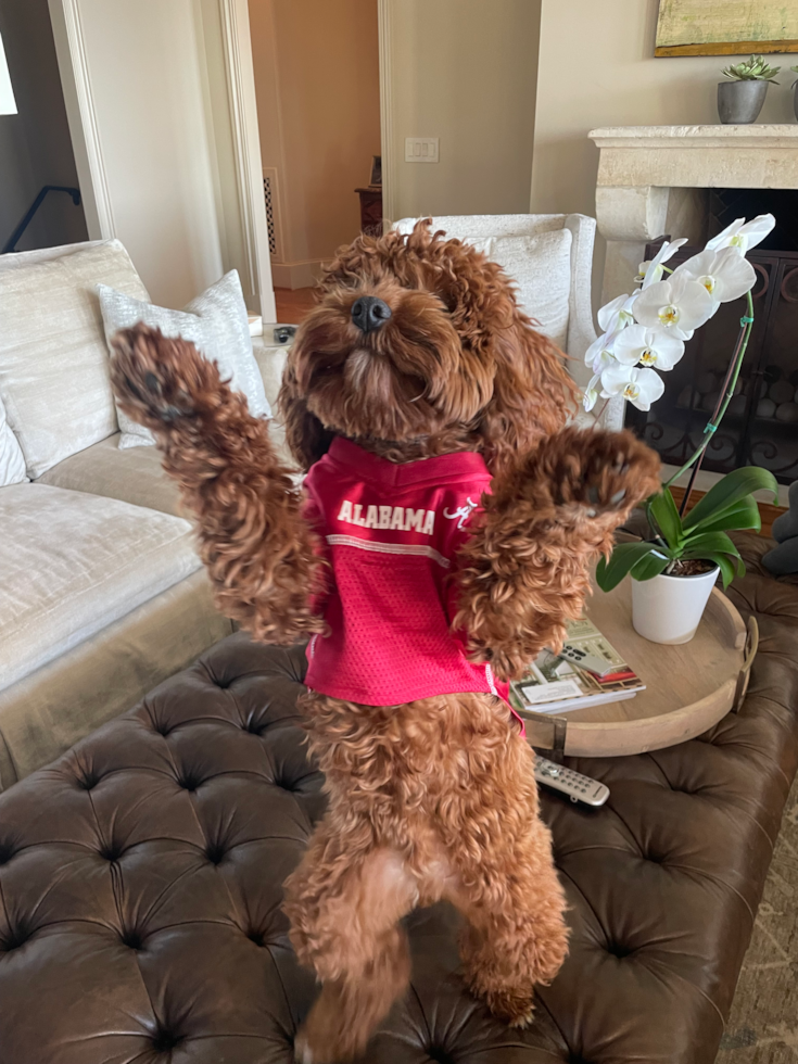 Cavapoo Being Cute