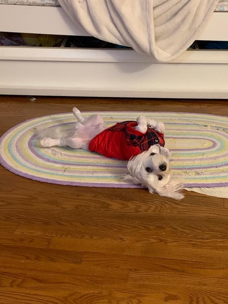 Fluffy Maltese Purebred Pup