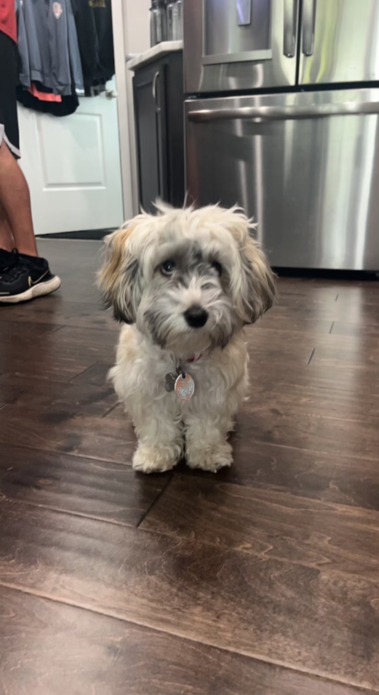 Hypoallergenic Havadoodle Poodle Mix Pup