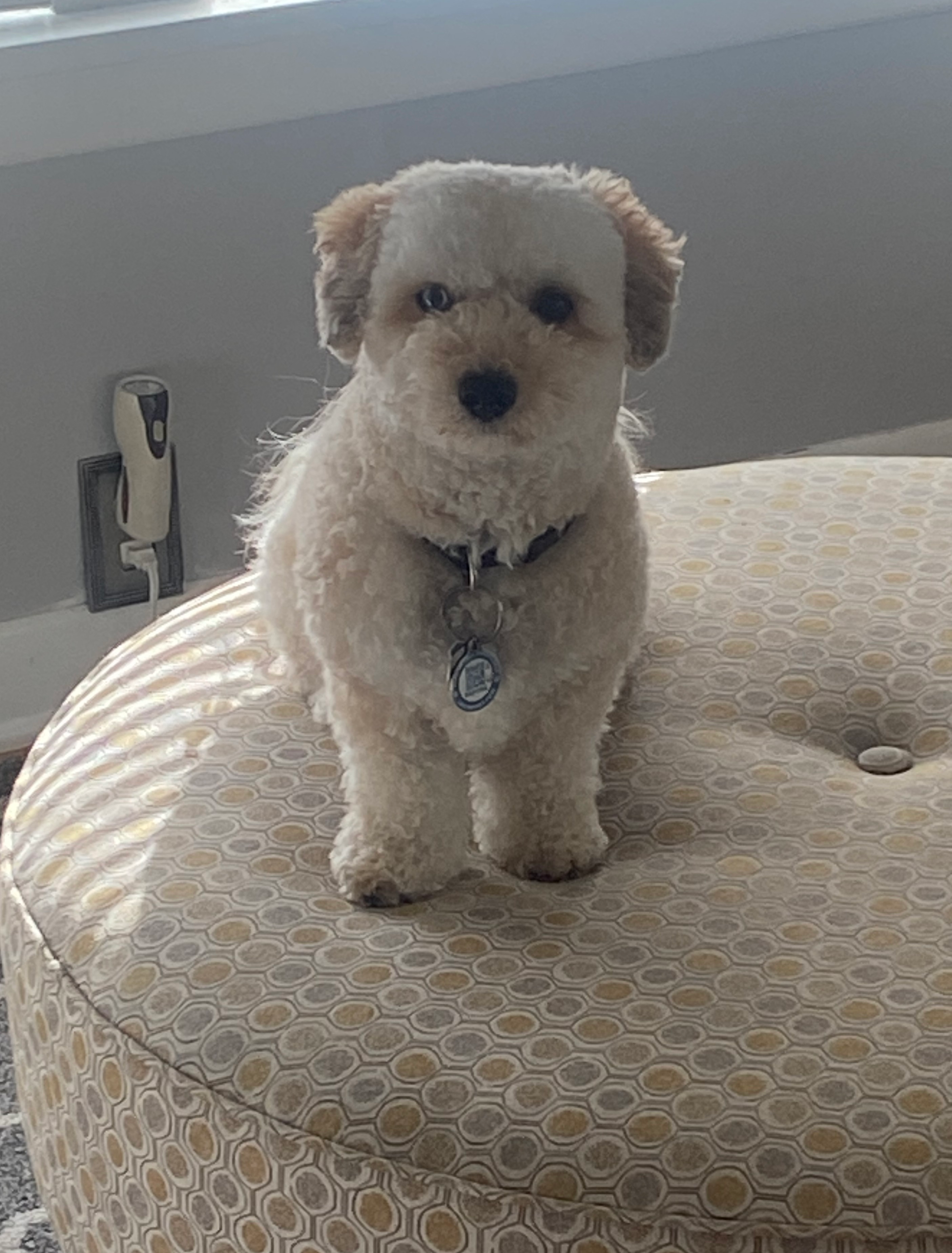Best Poochon Baby