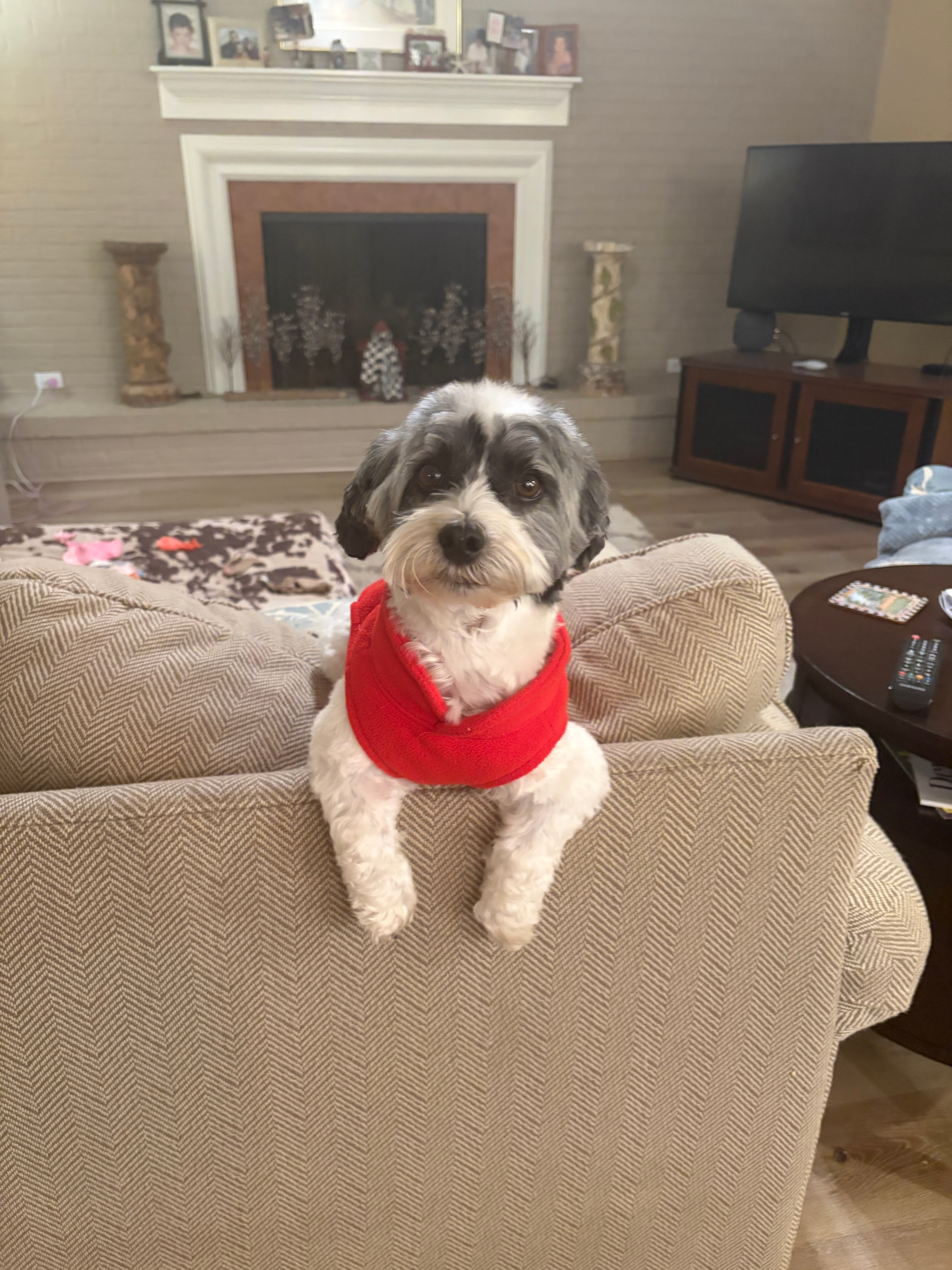 Havanese Pup Being Cute