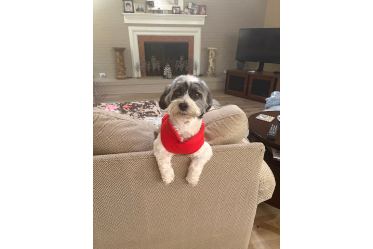 Havanese Pup Being Cute