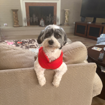 Hypoallergenic Havanese Pup